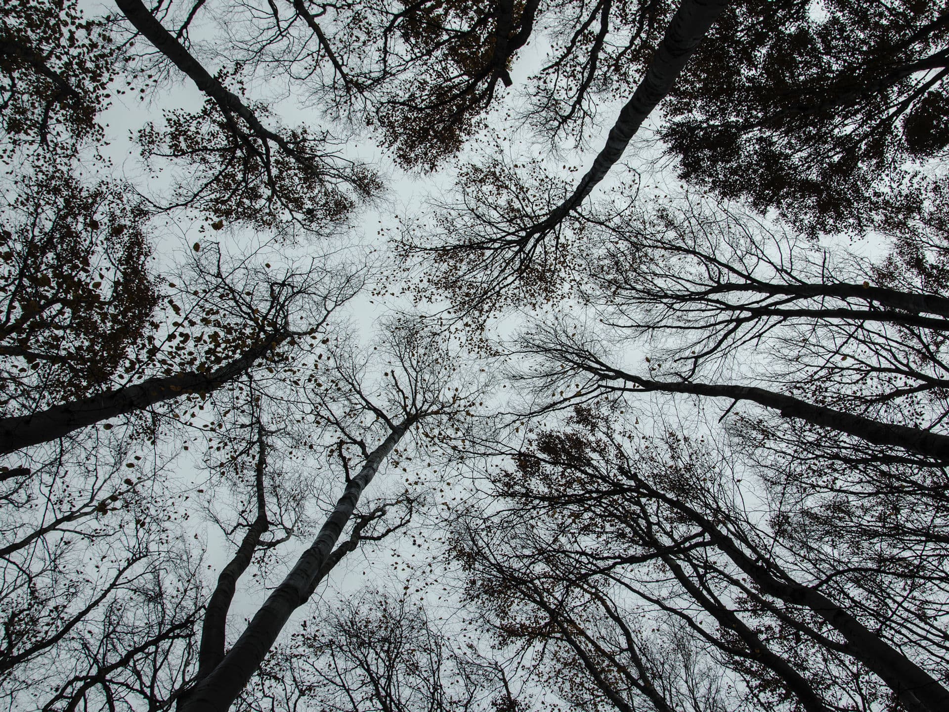 Looking up through bare tree branches into the sky above Juniata Baptist Church